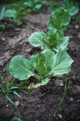 Organic Health Food. 
Cabbage in the garden. Great food.