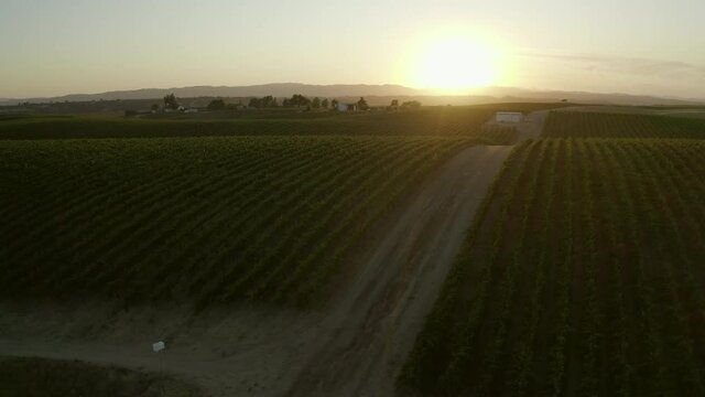 Aerial panning shot of vineyard against sky during sunset, drone flying over green field - Paso Robles, California