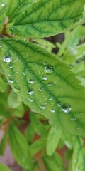 rain drops on leaf
