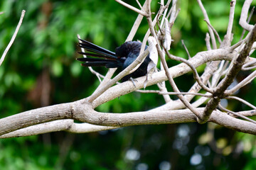 Cuckoo on a branch
