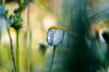 Daisy flower first thing in the morning.