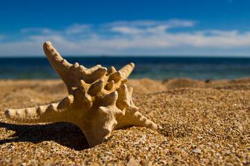 starfish on a sandy beach by the sea