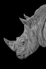Barcelona, Spain, August 25, 2015: Profile photo of the Gray Rhino at Barcelona Zoo. © Ramon