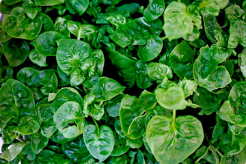 Fresh Watercress, close up organic vegetable at the garden. fresh green leaves.