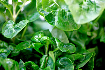 watercress fresh green leaves