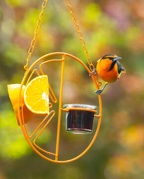 Bullocks Oriole In Idaho On An Orange Bird Feeder With Grape Jelly And Orange Slices