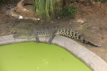 Some crocodiles sunbathing close to their pond.