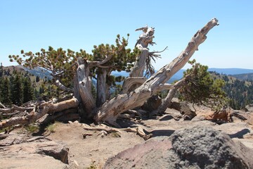 Dead tree on the desert.