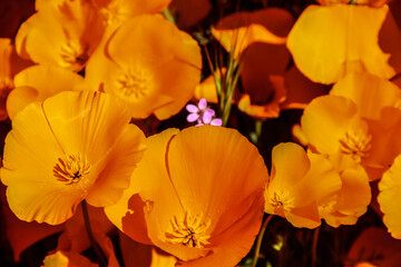 California poppies in the wild.