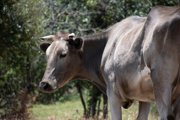 brown cow eating grass in the green field