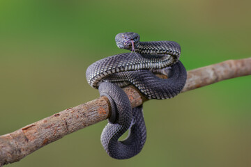 Fototapeta premium Mangrove venomous on branch in tropical garden 