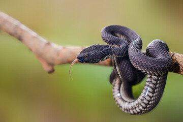Mangrove venomous on branch in tropical garden 