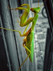 green praying mantis