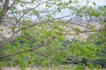 green grass in the forest