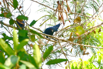 Cuckoo on a branch
