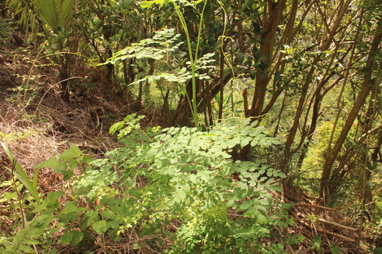 Green Drumstick tree or Moringa oleifera or kamunggay (bisaya dialect) in the Philippines.
