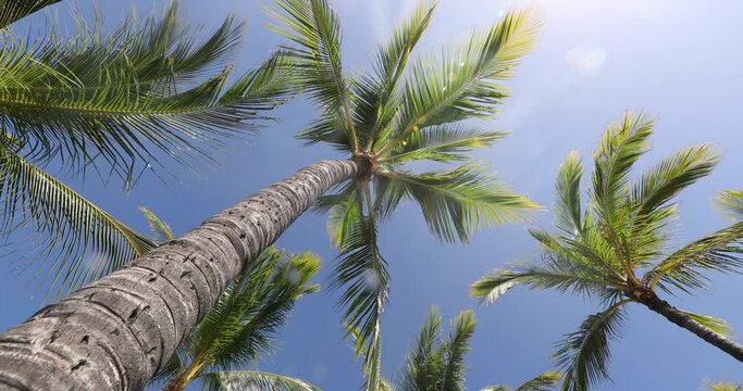 SEAMLESS LOOP VIDEO. Summer beach background palm trees against blue sky travel destination on hawaii