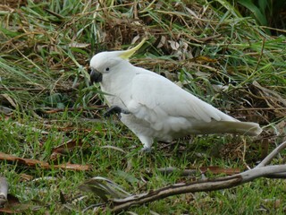 Wild cockatoo eating grass shoots in Australia