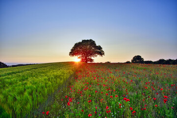 Obraz na płótnie Canvas poppy field at sunset