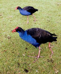 Two wild purple swamphens trotting around in Australia