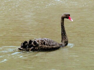 Black swan in Australia