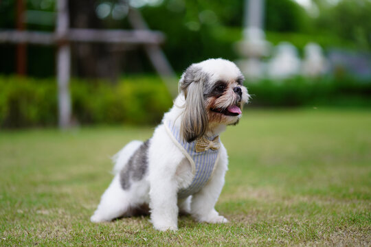 Portrait happy shisu dog in the park.