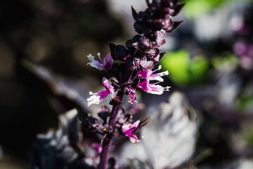 Red basil plant in the garden. Shallow depth of field.