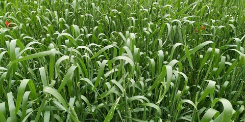 green grass in spring