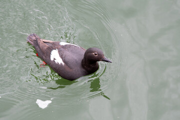 Black guillemot swimming around the sea.   Vancouver BC Canada
