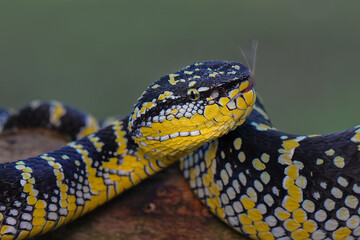 Wagler venomous   a branch in tropical  garden 