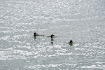 Black guillemots swimming around the sea.  Vancouver BC Canada
