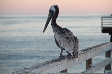 Reflecting Pelican when sunset comes.