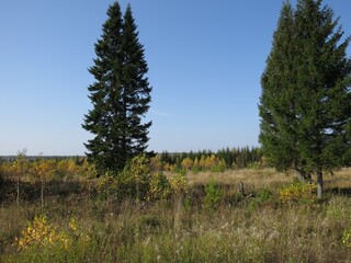 Obraz premium Landscape with a lake in the woods. the village road descends from the hill.