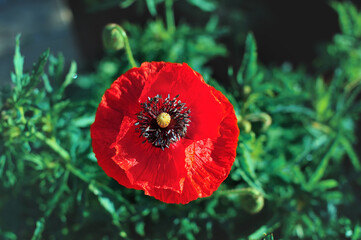 blooming red poppy on a background of summer greenery