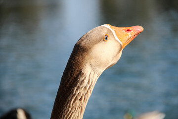 A goose with very expressive eyes