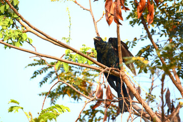 Cuckoo on a branch
