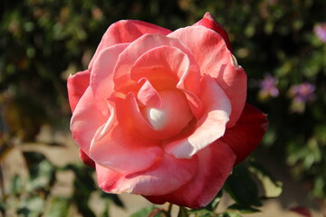 A big pink rose in someone's garden.