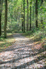 Trail thru the woods, Trail by trees, lake trail loop