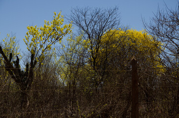 caatinga