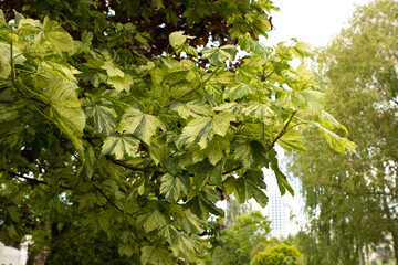 Acer pseudoplatanus, sycamore maple. Large green, two-tone leaves of white maple fluttering in the wind in a park.