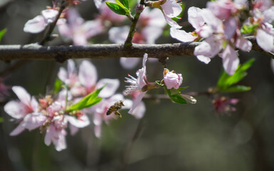 Fototapeta na wymiar Peach blossoms 