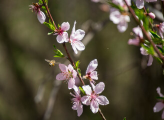 Peach blossoms 