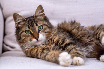Fototapeta na wymiar Cute tabby cat with long hair