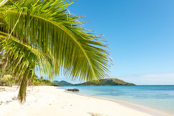 Palm tree on a white sandy beach