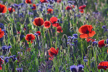 field of poppies