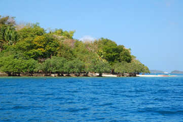 Fototapeta na wymiar Mangrove trees at Calumbuyan island in Coron, Palawan, Philippines