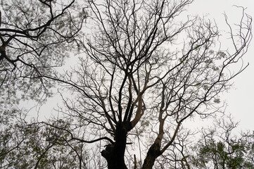 Fototapeta na wymiar Leafless tree branches against winter sky at Kolkata maidan. Shot at winter morning, West Bengal, India.