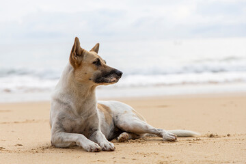 Homeless dog on brown sand beach. Homeless dog relaxing on brown sand tropical beach.