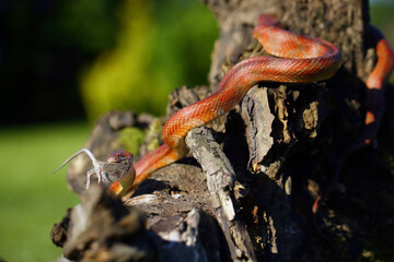 The corn snake (Pantherophis guttatus) with prey on a green background. A color mutation of a corn snake in a typical hunting position.Caramel color form.
