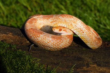 The corn snake (Pantherophis guttatus) with prey on a green background. A color mutation of a corn snake in a typical hunting position.Amelano color form.